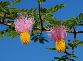 Chinese Lantern Tree Dichrostachys cinerea 20 Seeds - $160.53 MXN