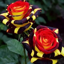 20pcs Rose &#39;Firebird&#39; Seeds - Experience Nature&#39;s Enchantment - $8.00