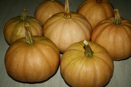 Seminole Pumpkin - 10+ seeds - (C 008) - £3.18 GBP