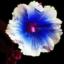 Hollyhock Flowers Dark Blue White Single Petals Big Flowers Althaea rosea Perenn - £4.97 GBP