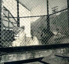 2 Lions in a Cage Salt Lake City Zoo 1930&#39;s Original Stereoview  - £22.13 GBP