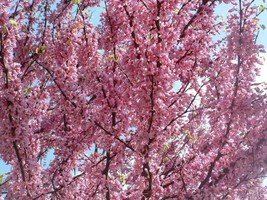 US Seller 20 Eastern Redbud Tree Cercis Canadensis Pink Flowering Native Tree Se - $12.60