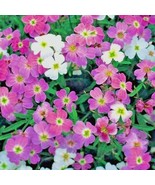 Bloomys 1000 Seeds Virginia Stock Flower Seeds Flowering Groundcover Bor... - €8,85 EUR