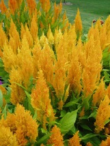 40 Celosia Plumed Fresh Look Yellow Self-Seeding Seeds Annual Flower - £14.40 GBP