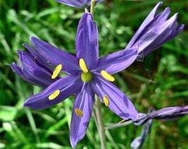 30 Blue Camas Camass Lily Wild Indian Hyacinth Camassia Quamash Flower Herb Seed - £8.07 GBP