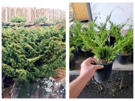 Shimpaku Dwarf Chinese Juniper Live Plant  2.5 QT Bonsai - £59.75 GBP