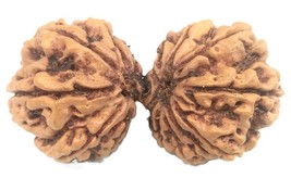 Rare Super Collector 15 Mukhi Gauri Shankar Rudraksha - 38.80 mm - IGL Certified - $321.01