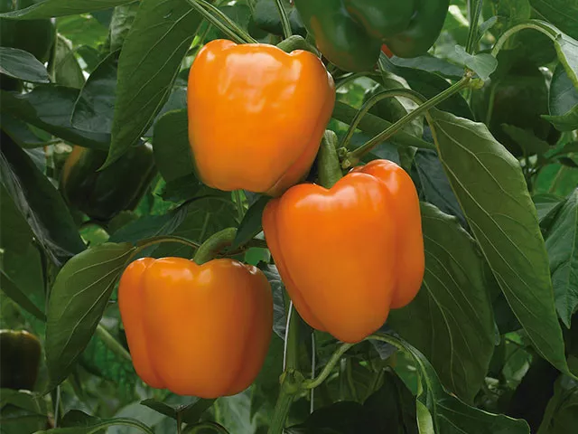 25 Fresh Seeds Orange Sweet Bell Pepper - $9.69