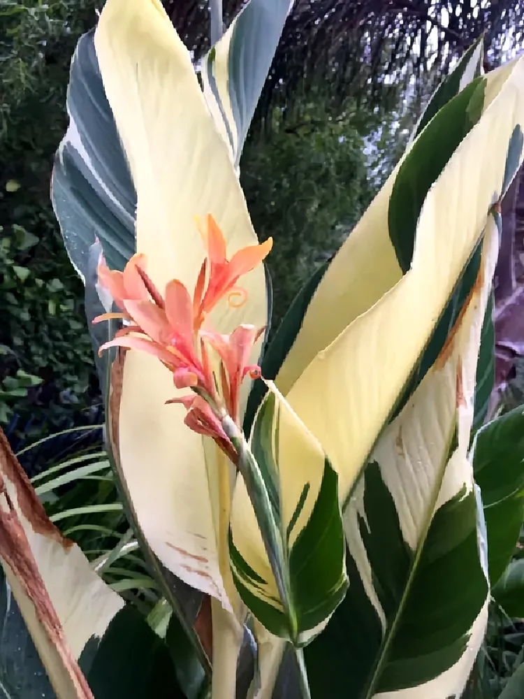 Moonshine Canna Lily 20 Seeds Green Leaves and Milky White Flowers - $5.45 CAD