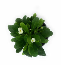 Crown of Thorns White Euphorbia milii Helena White 4&quot; Pot - living room - Garden - £32.98 GBP