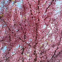 20 Eastern Redbud Tree Cercis Canadensis Pink Flowering Native Tree Seeds Fresh  - £11.13 GBP