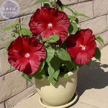 New Fresh Bellfamr Deep Red Hibiscus Seeds Pack 20 Seeds / Pack The Darkest Most - $3.88