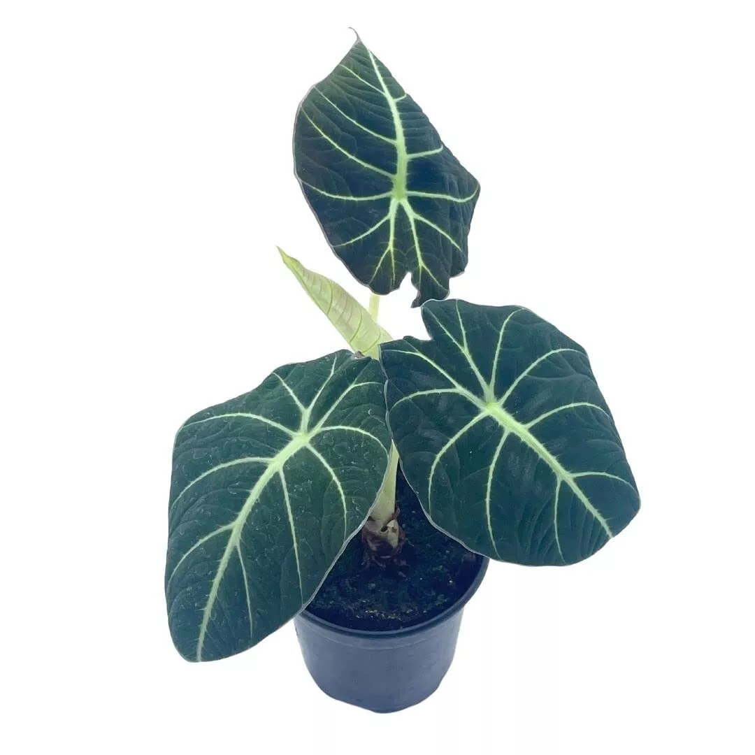 Alocasia Black Velvet Jewel Alocasia a 4 in Pot Healthy - £36.27 GBP