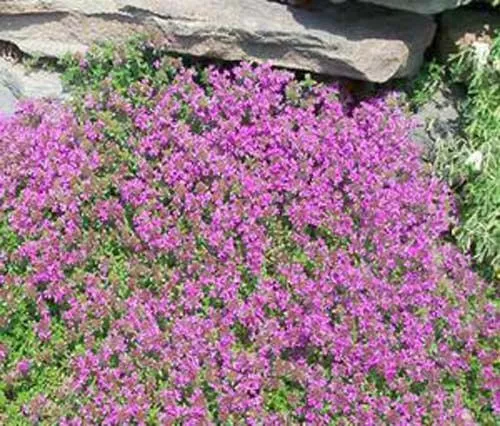 Fresh Seeds Thyme Creeping Thyme Great Herb 500 Seeds - £9.11 GBP
