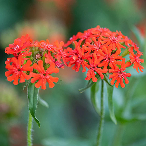 50+ Seeds of Maltese Scarlett Cross Lychnis chalcedonica Bright Red Pere... - £8.72 GBP