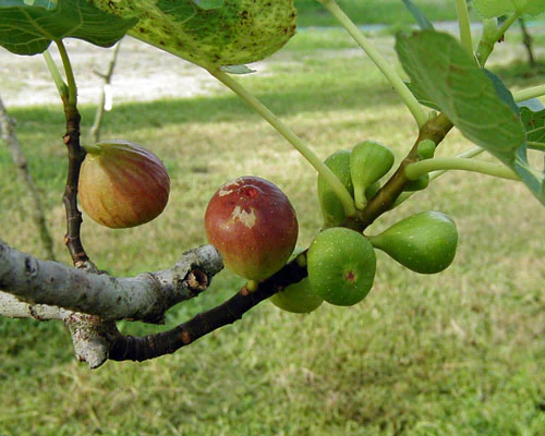 1 Live Plant Brown Turkey Fig Tree (California San Pedro) - £32.51 GBP