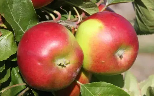 Fresh 25 Burgundy Apple Seeds - £12.17 GBP