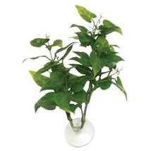 Betta Plant - Philo - £5.58 GBP