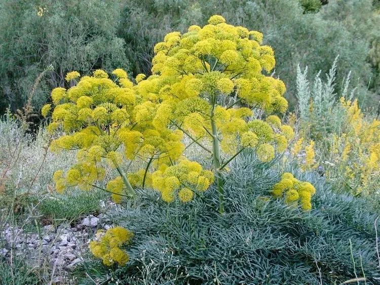 Ferula communis GIANT FENNEL - Seeds! - $305.41 MXN