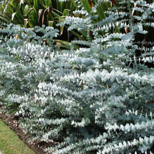 40+ Eucalyptus Pulverulenta, Silver Dollar, Florist &#39;Baby Blue&#39; Bonsai S... - £10.19 GBP