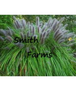 BRN 200 Seeds Black Cat Tail Pampas Grass Fresh Garden - $13.15