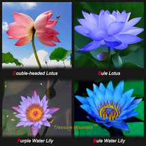 Lotus Four Color Blue Purple Red Dark Blue 4 Pack Each Pack 10 Total 40 Flowers  - $17.59