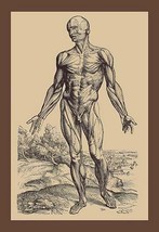 The First Plate of the Muscles by Andreas Vesalius - Art Print - £17.57 GBP+