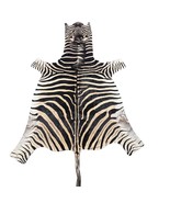 Real Zebra Skin Rug Hide # 50 Size:  8 X 6 feet Genuine Burchells Zebra ... - $16,589.75 MXN