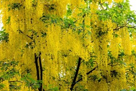 MX 10 Golden Chain Tree Goldenchain Laburnum Anagyroides Seeds Bulk Seed - $11.89