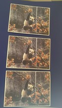 Lot of 3 Polar Bear Postcards - £3.18 GBP
