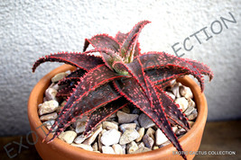 Rare Aloe Christmas Carol @ Red Color Hybrid Succulent Agave Cacti Seed 10 Seeds - £7.18 GBP
