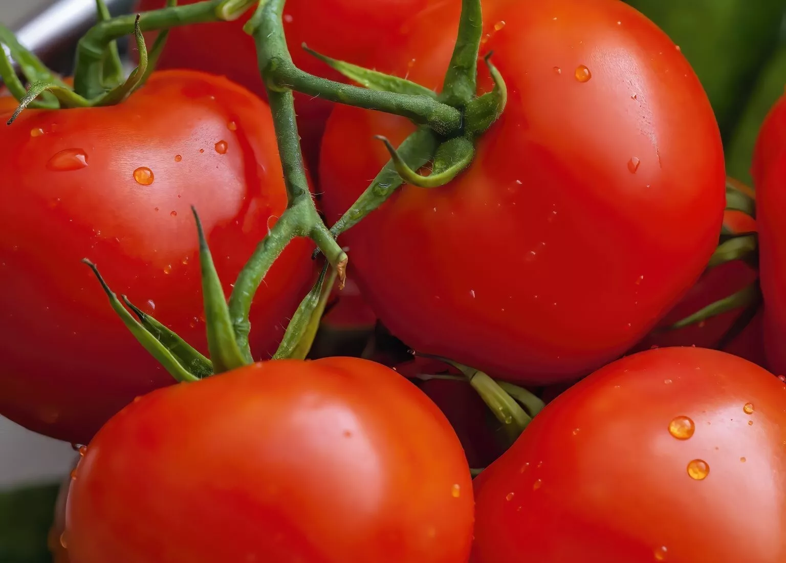 50 Seeds Tribute Tomato Vegetable Garden - $9.75