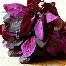 150 Triple Purple Orach Mountain Spinach Atriplex Hortensis Leaf Seeds Fresh - £15.71 GBP