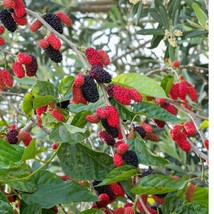 Shahttoot Mulberry Seeds (30 Pack) - Organic Heirloom Fruit Seeds for Home Garde - £6.01 GBP