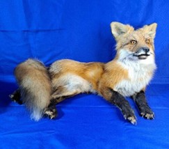 Red Fox Laying Down Mount Taxidermy Display Collectible Specimen Super Soft Fur! - £747.39 GBP
