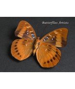 Orange-banded Plane Lexias Aeropa Rare Framed Butterfly Entomology Shadowbox - $58.99