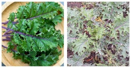 RED RUSSIAN KALE SEEDS 2000 SEEDS FOR PLANTING  - £18.82 GBP