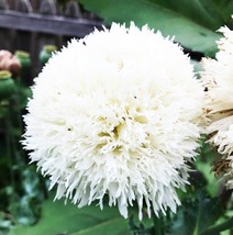 Poppy White Cloud Peony Double Blooms Breadseed Poppy Huge Blooms 300 Seeds - £7.76 GBP