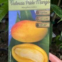 Item image 1 image 1