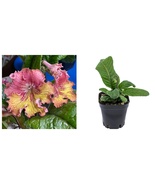 Listy Streptocarpus Orange/Pink Blooms 2.5" Pot Live Rooted Plant