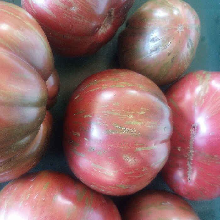 New Organic Pink Berkeley Tie Dye Tomato Fresh Gardening USA SELLER - $11.99