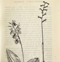 1905 Twayblade Coral Root Flower Print Pen &amp; Ink Lithograph Antique Art  - £13.76 GBP