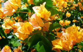 starter/plug Plant Well Rooted California Gold Bougainvillea Ships Bare Root - £31.95 GBP