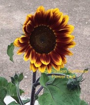 Sunflower Ruby PASSION+20 Seeds+Pollen Free+Buy Any 2 Get 1 Free+Bonuses - £6.17 GBP