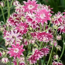 Columbine Seed Aquilegia Vulgaris Nora Barlow Flower Seeds 2000 Seeds USA Fast S - £15.80 GBP