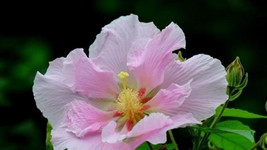 20 Hibiscus Mutabilis Flower Seeds Fw97006 Fresh USA Shipping - $15.96