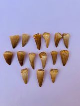 Nice Real ( Mosasuare ) 15 Piece Jaw Fossil Superb Tooths - £41.69 GBP