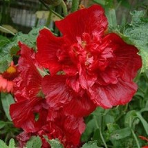 25+ Queeny Red Hollyhock Seeds Perennial Flower Seed Flowers 909 From Us - £7.94 GBP