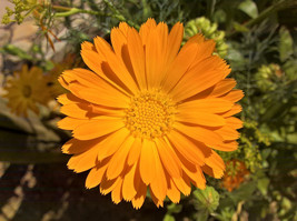 100 Orange English Marigold Scotch Pot Calendula Officinalis Flower Heir... - $242.12 MXN