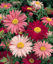25 Seeds Robinson&#39;s Painted Daisy Flower - £7.63 GBP